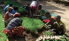 Planting out of Poverty in Ethiopiaイメージ