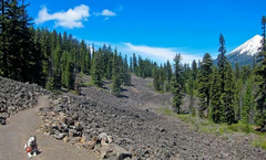 Red Zone Mountain Pine Beetle Projectイメージ