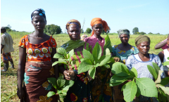 TREES Project In Ghanaイメージ