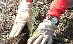 Mountain Communities Wildfire ReLeafイメージ